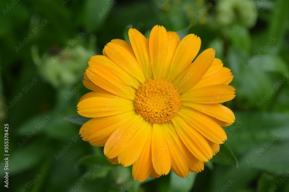 yellow flower on green background yellow flower on green background