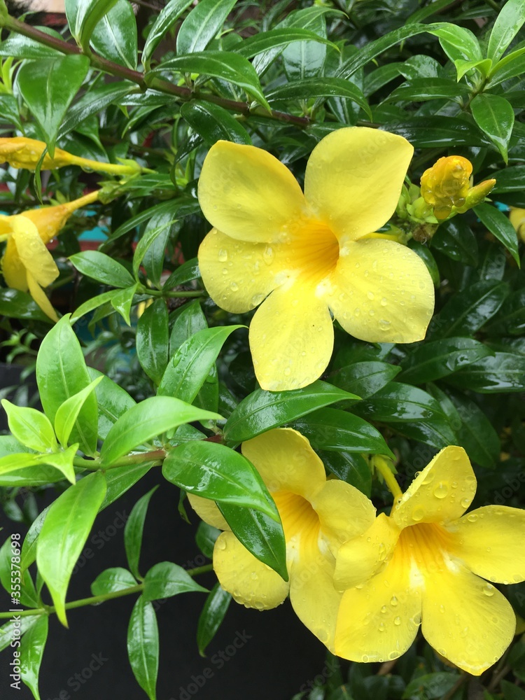Obraz premium yellow color bell flowers on the street side