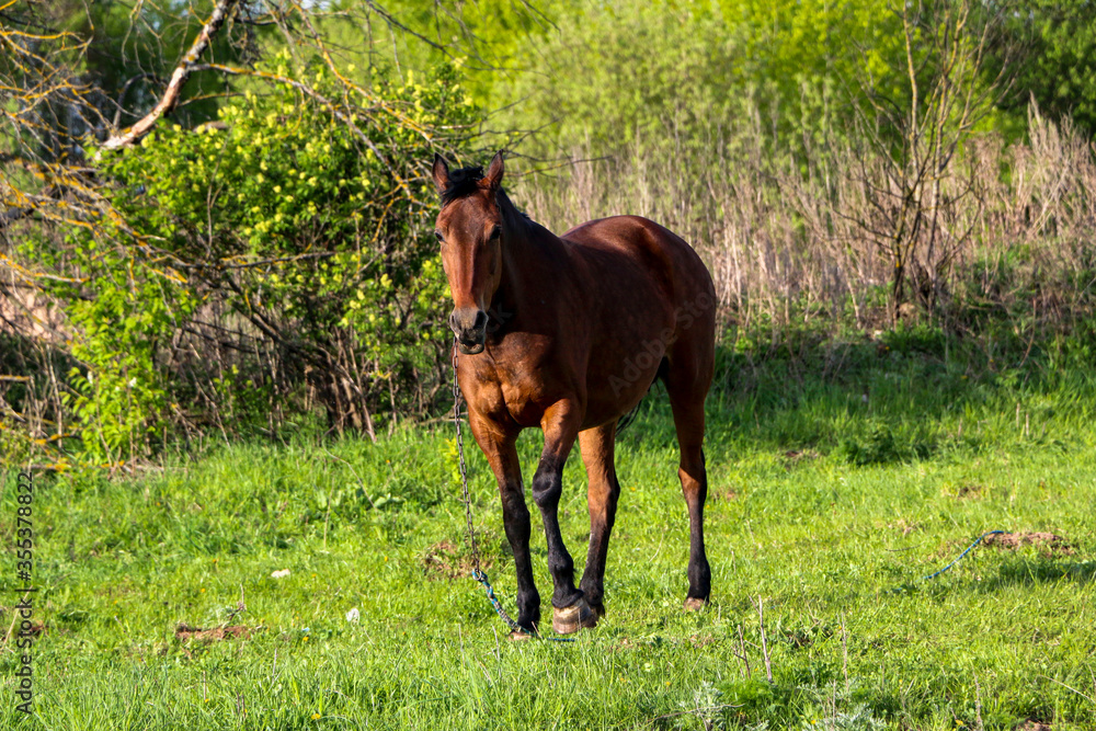 young bay mare walks on green meadow on sunny day. A brown slender horse grazes on fresh spring grass in clear weather. young bay mare walks on green meadow on sunny day. A brown slender horse grazes on fresh spring grass in clear weather.