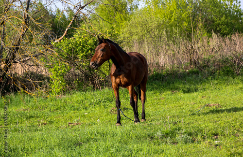 young bay mare walks on  green meadow on  sunny day. A brown slender horse grazes on fresh spring grass in clear weather.