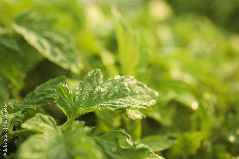 Closeup view of tomato seedlings with water drops on blurred background