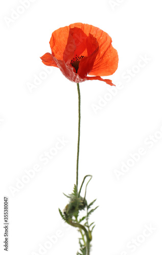 Fototapeta Naklejka Na Ścianę i Meble -  Beautiful red poppy flower isolated on white