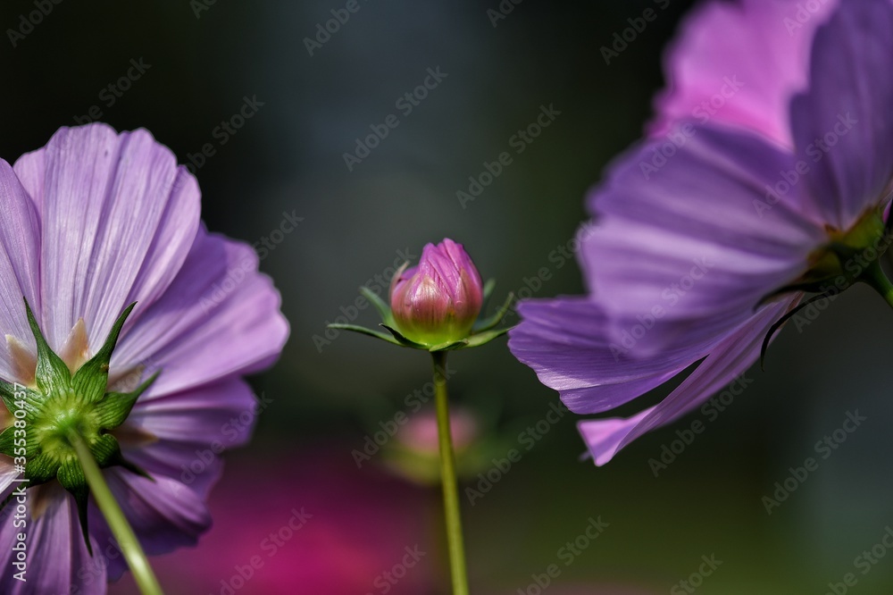 purple flower on green background