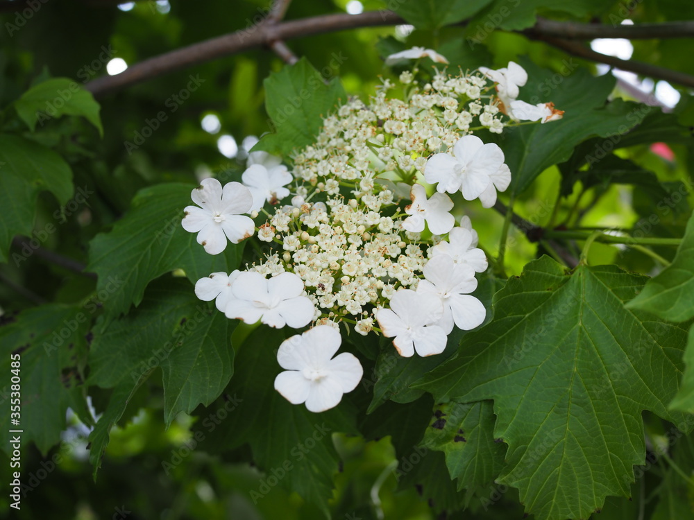 Viburnum opulus, Guelder rose. Beautiful white flowers of blooming Viburnum shrub on dark green background. Selective focus, closeup. Nature concept for green design. Viburnum opulus, Guelder rose. Beautiful white flowers of blooming Viburnum shrub on dark green background. Selective focus, closeup. Nature concept for green design.