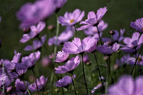 purple flowers in the garden