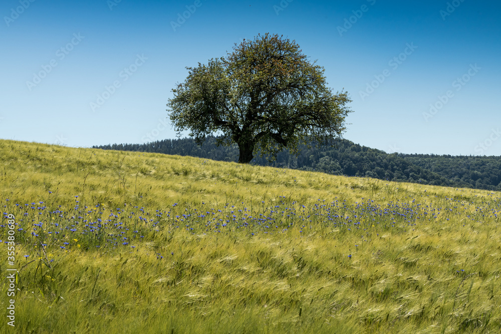 Obraz premium Kornblumen