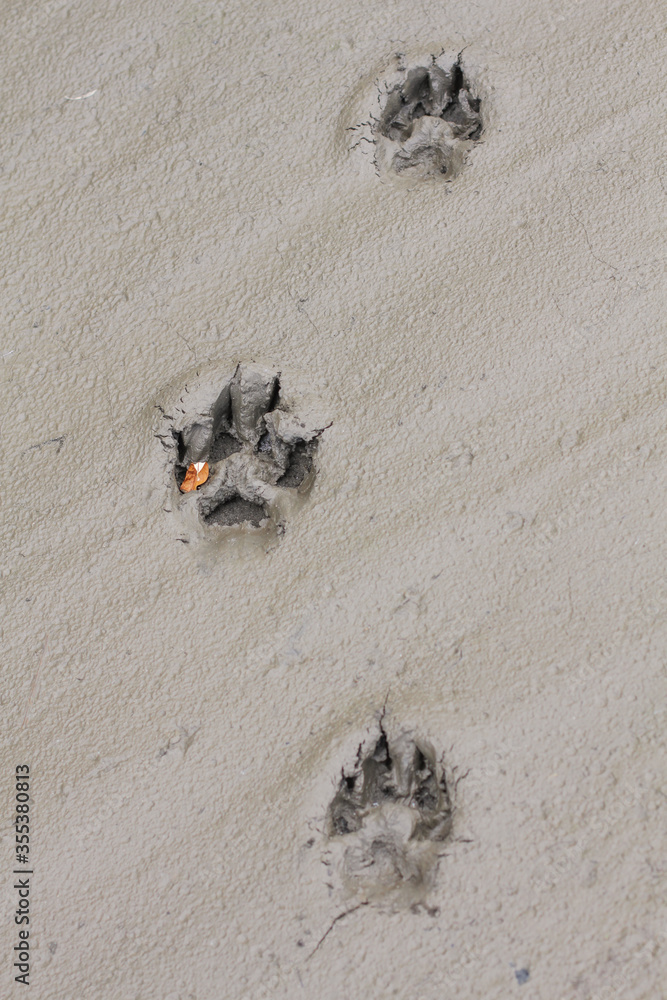 Yukon Territory, Alaska. High angle view of three Artic wolf footprints in a dry mud background. Yukon Territory, Alaska. High angle view of three Artic wolf footprints in a dry mud background.
