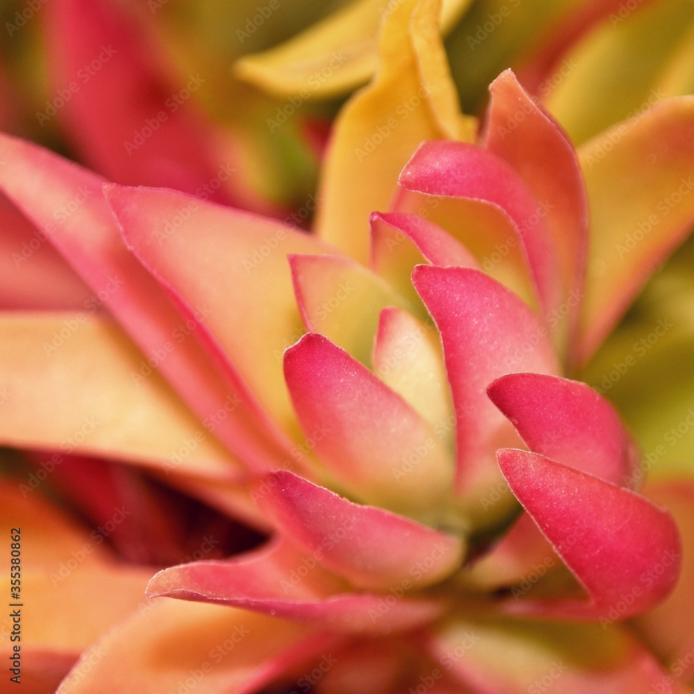 Close up of a colorful ground cover succulent