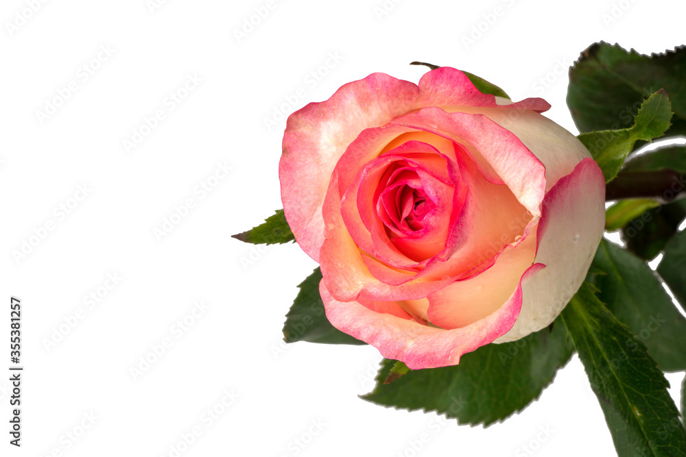 Fototapeta premium Pink rose on isolated white background.