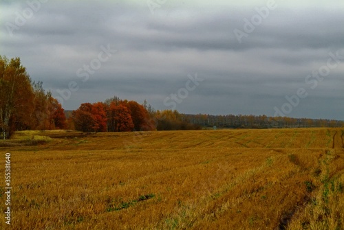 mown wheat field in rainy autumn, Russia