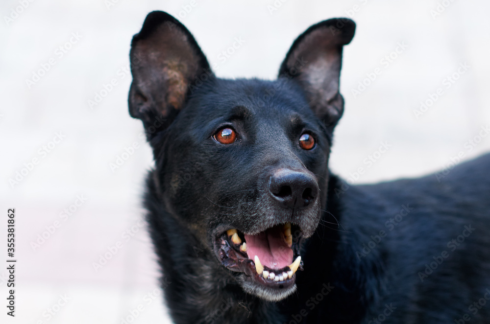 muzzle of a black dog. ears tongue and teeth