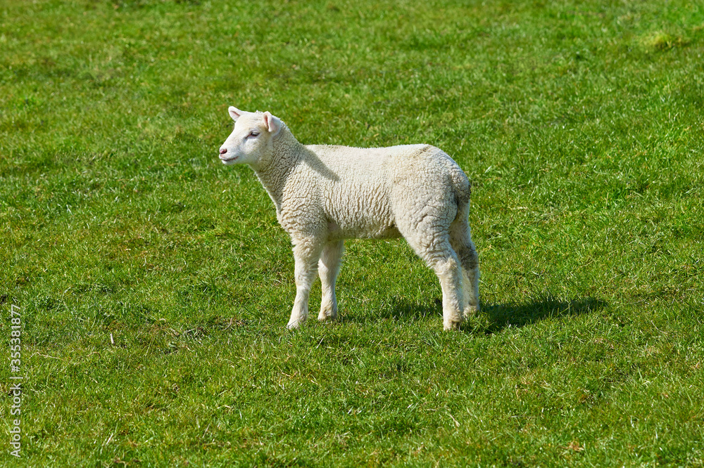 Obraz premium Deichlamm