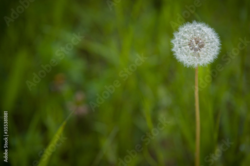 Lonely beautiful dandelion in a meadow in the park. The symbol of spring. Amazing meadow with wildflowers. Beautiful rural landscape in perspective.