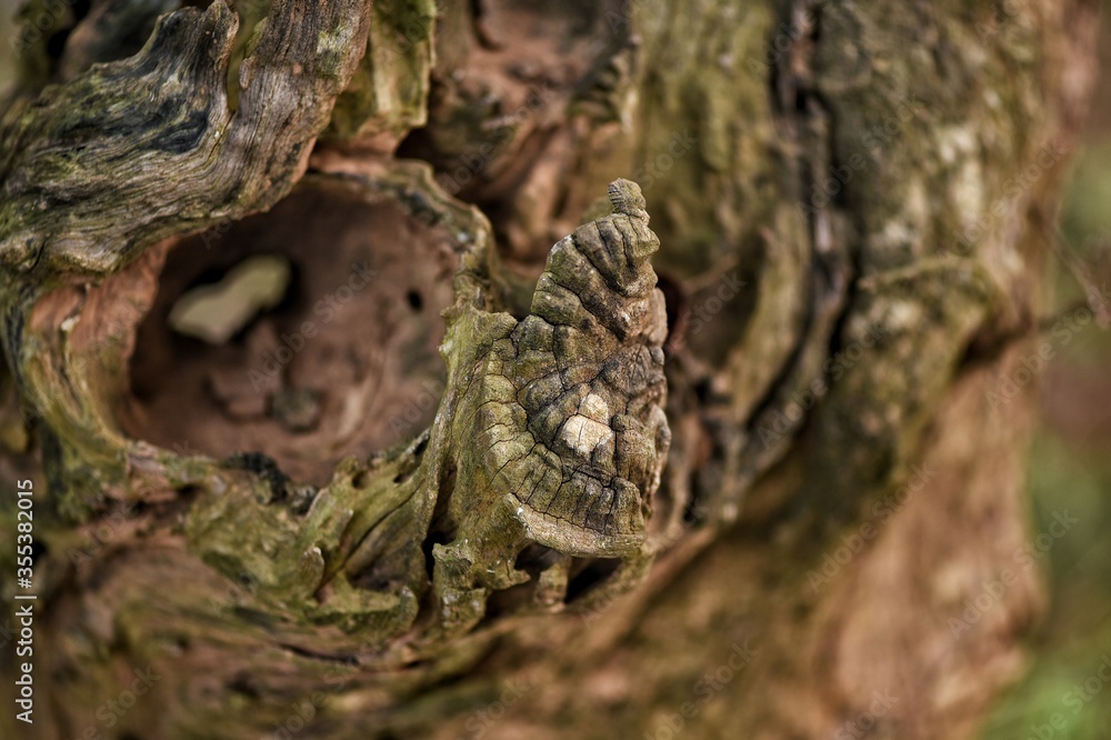 Obraz premium lizard on tree