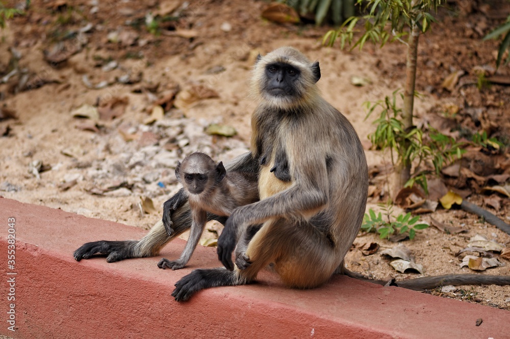 Fototapeta premium mother and baby
