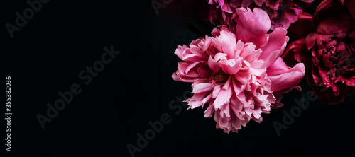 Beautiful peony on black banner. Floral background. Soft focus, copy space