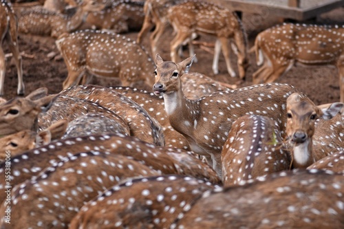 close of photo of spotted deer.