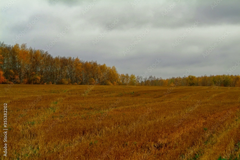 Fototapeta premium mown wheat field in rainy autumn, Russia