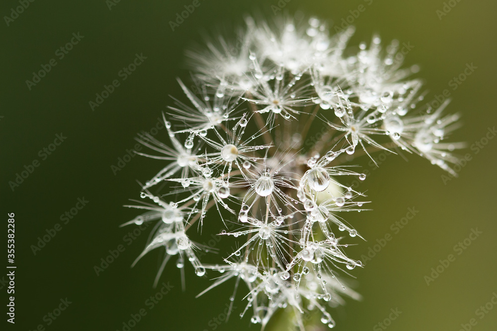 Fototapeta premium close up of dandelion seeds with water drops