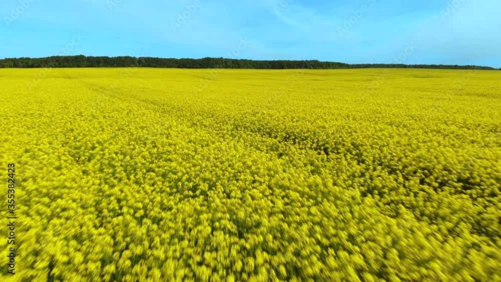 Aerial View Landscape Rapeseed Field . Field of Blooming Rapeseed Aerial View. Yellow Rapeseed Flowers and Sky With Clouds. Yellow Flowers Canola. Mustard Flowers. Spring Landscape. Aerial View Landscape Rapeseed Field . Field of Blooming Rapeseed Aerial View. Yellow Rapeseed Flowers and Sky With Clouds. Yellow Flowers Canola. Mustard Flowers. Spring Landscape.
