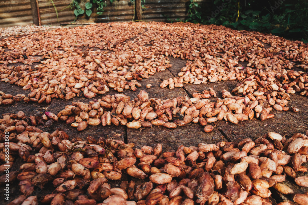 cocoa beans in natural drying process with the sun cocoa beans in natural drying process with the sun