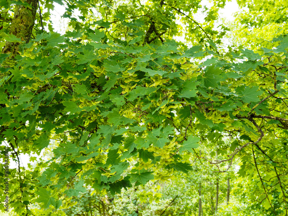 Acer platanoides | Spitz-Ahorn oder Spitzblättriger Ahorn, ein sommergrün Baum mit paarweise geflügelte Nüsschen, spaltfrucht genannt zwischen dunkelgrün gelappten Blättern in Sommer Acer platanoides | Spitz-Ahorn oder Spitzblättriger Ahorn, ein sommergrün Baum mit paarweise geflügelte Nüsschen, spaltfrucht genannt zwischen dunkelgrün gelappten Blättern in Sommer