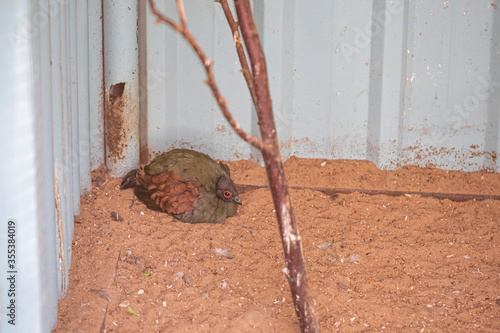 Crested wood partridge, Rollulus rouloul, portrait, captive, native to South-East Asia photo