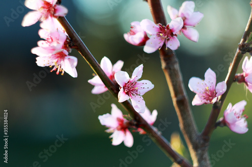 pink peach tree blossom at april