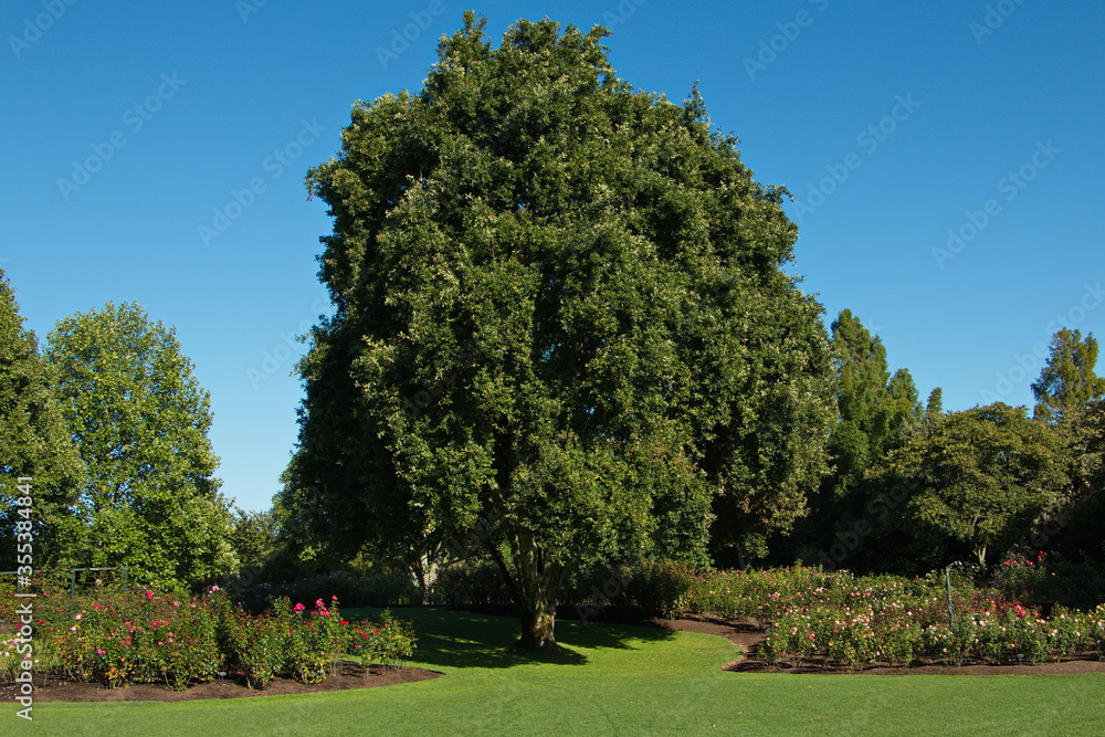 Giant tree in Hamilton Gardens in Waikato region on North Island of New Zealand 
