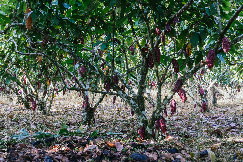 cocoa plantation, pod, plant, in the amazon, tropical climate