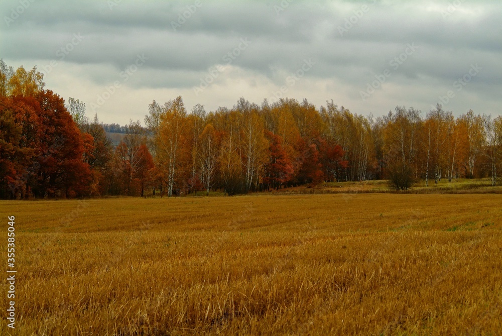 Fototapeta premium mown wheat field in rainy autumn, Russia