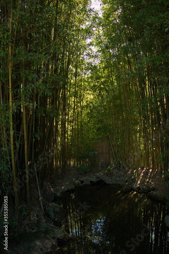Bamboo forest in Chinese Scholar's Garden in Hamilton Gardens,Waikato region on North Island of New Zealand 