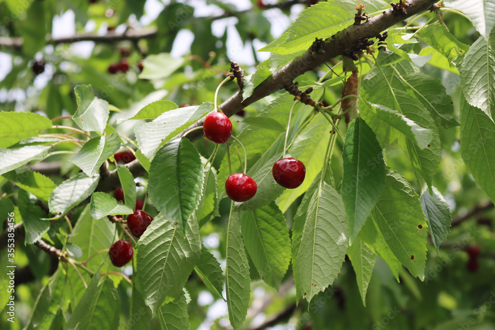 Red ripe cherries on the branch in the orchard. Prunus avium tree with fruits on springtime
