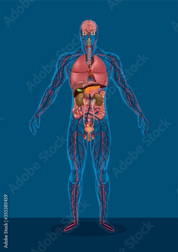male human body