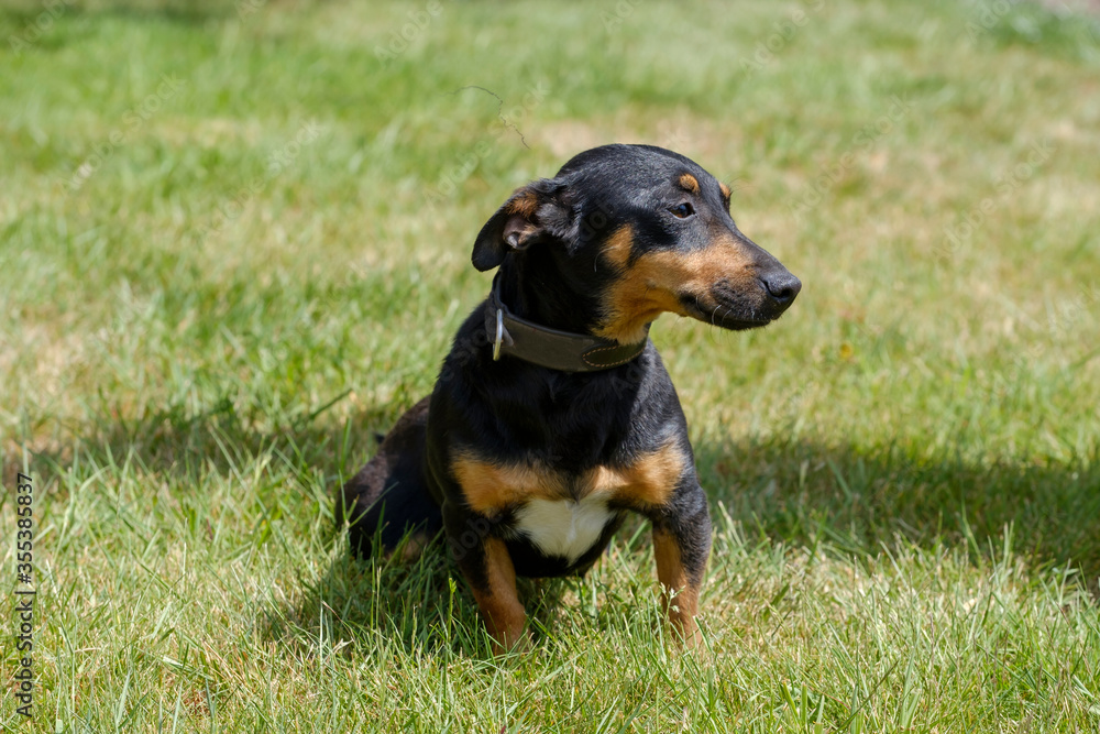 Black and tan Jack Russell Terrier posing in full body, sits in the grass with shadow