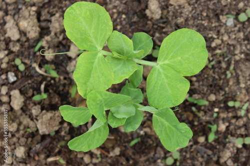 Green pea plants growing in a row in the vegetable garden. Pisum sativum cultivation 