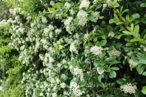 Pyracantha bush with many beautiful white flowers. Firethorn in bloom on springtime 