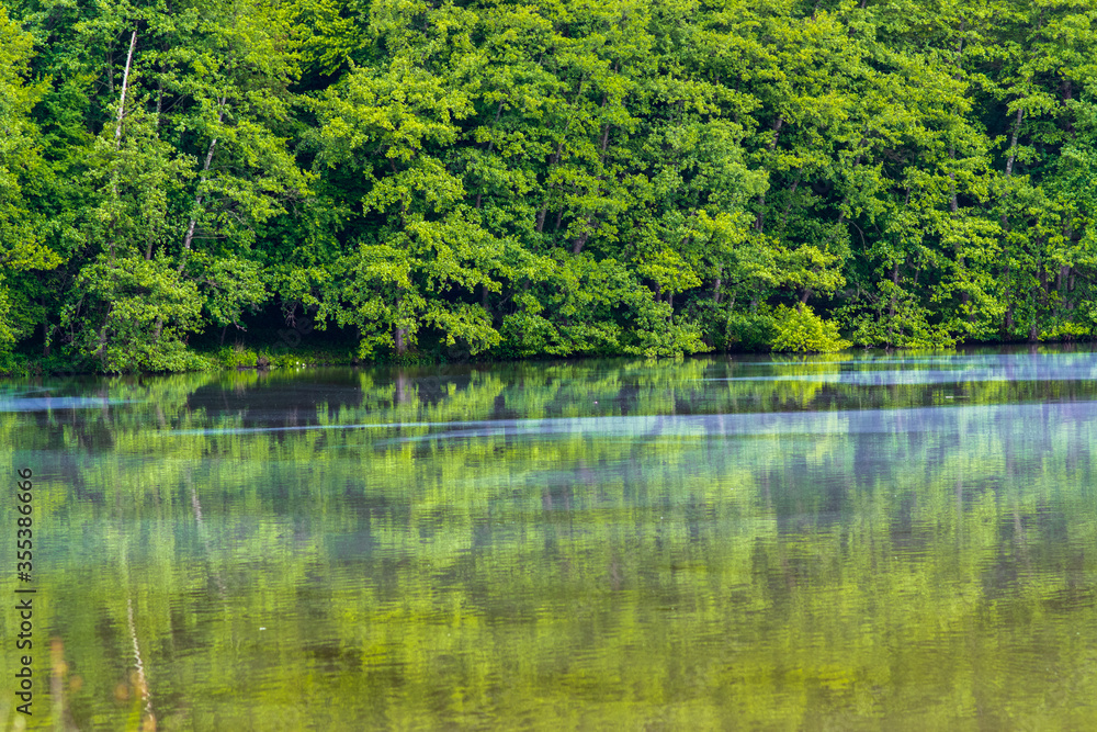 green forest near a lake, with reflections in the water green forest near a lake, with reflections in the water