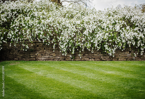 Fototapeta Naklejka Na Ścianę i Meble -  Stone wall covered in white flowers and green grass. Space for text