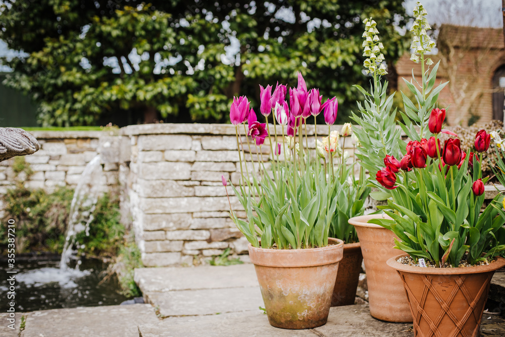 Display of Tulips (Tulipa) in Flowerpots in a Wisley Gardens, England, UK Display of Tulips (Tulipa) in Flowerpots in a Wisley Gardens, England, UK