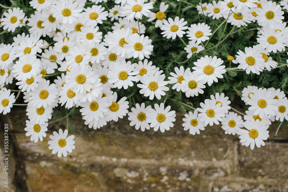 Obraz premium Daisies with stone background in the garden.