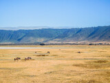 Ngorongoro Crater with wildebeest in Tanzania