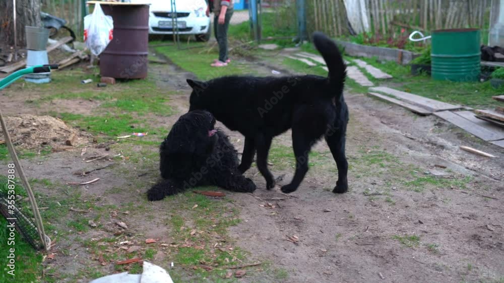 Two large black dogs playing in the fresh air, jump and roll in the sawdust. Closeup, slow motion Two large black dogs playing in the fresh air, jump and roll in the sawdust. Closeup, slow motion