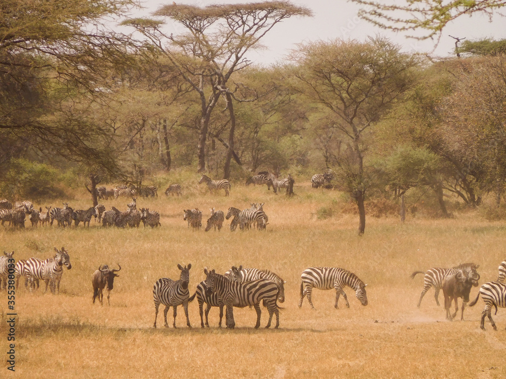 Zebra and Wildebeest migration with acacia trees on the background Zebra and Wildebeest migration with acacia trees on the background