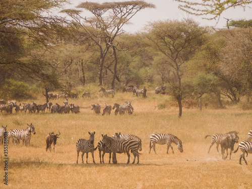 Zebra and Wildebeest migration with acacia trees on the background