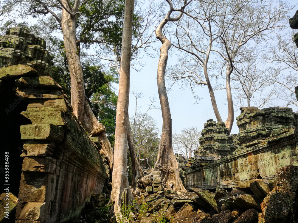 Trees in Ta Prohm temple in Angkor Wat complex
