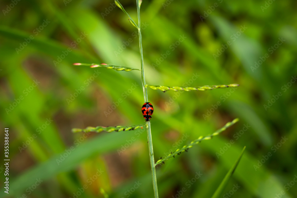 Beautiful ladybug on Green Grass in the sunshine of summer. Beautiful ladybug on Green Grass in the sunshine of summer.