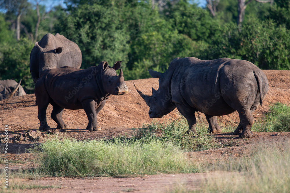 The white rhino (Ceratotherium simum) this rhino species is the second largest land mammal. It is 3.7-4 m in length The white rhino (Ceratotherium simum) this rhino species is the second largest land mammal. It is 3.7-4 m in length