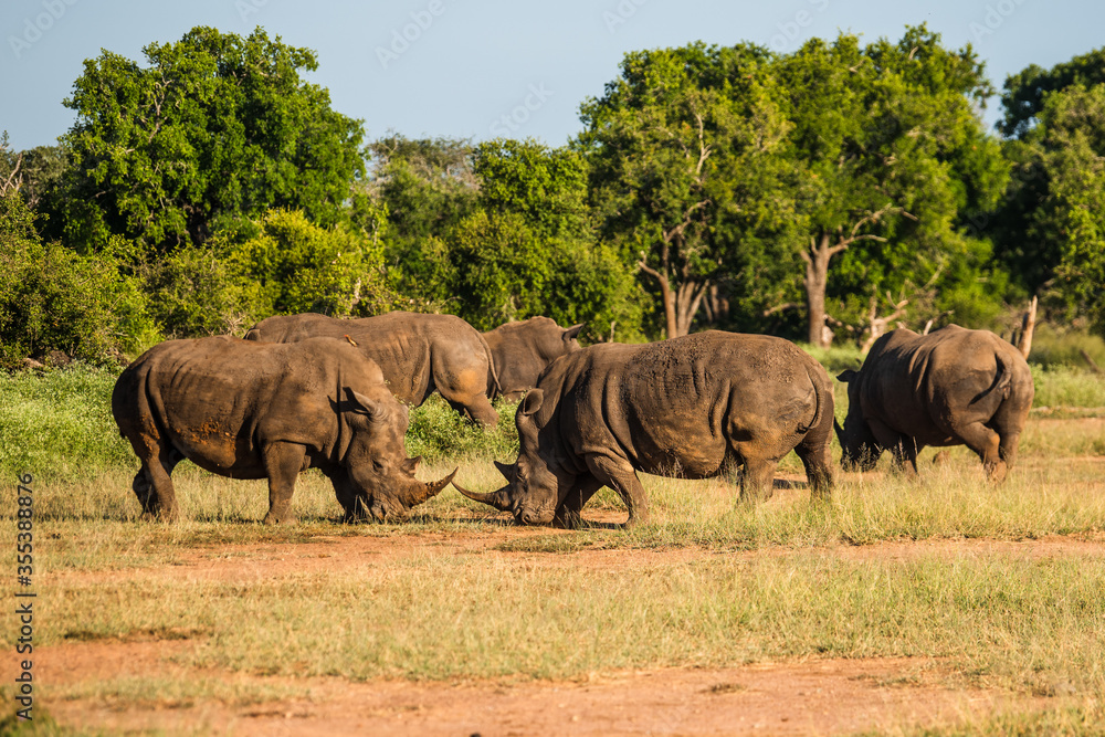 The white rhino (Ceratotherium simum) this rhino species is the second largest land mammal. It is 3.7-4 m in length The white rhino (Ceratotherium simum) this rhino species is the second largest land mammal. It is 3.7-4 m in length