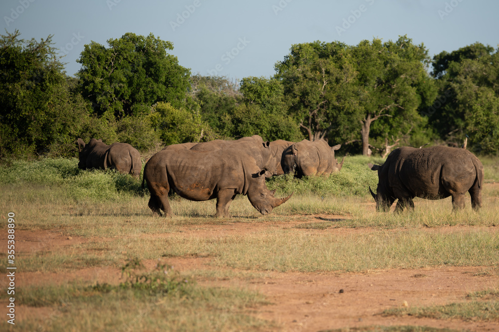 The white rhino (Ceratotherium simum) this rhino species is the second largest land mammal. It is 3.7-4 m in length The white rhino (Ceratotherium simum) this rhino species is the second largest land mammal. It is 3.7-4 m in length